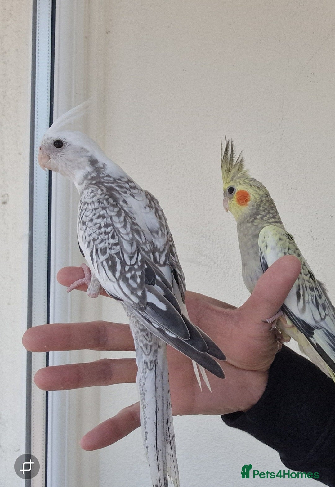 Cockatiels birds Super hand tamed baby cockatiel - Advert 15