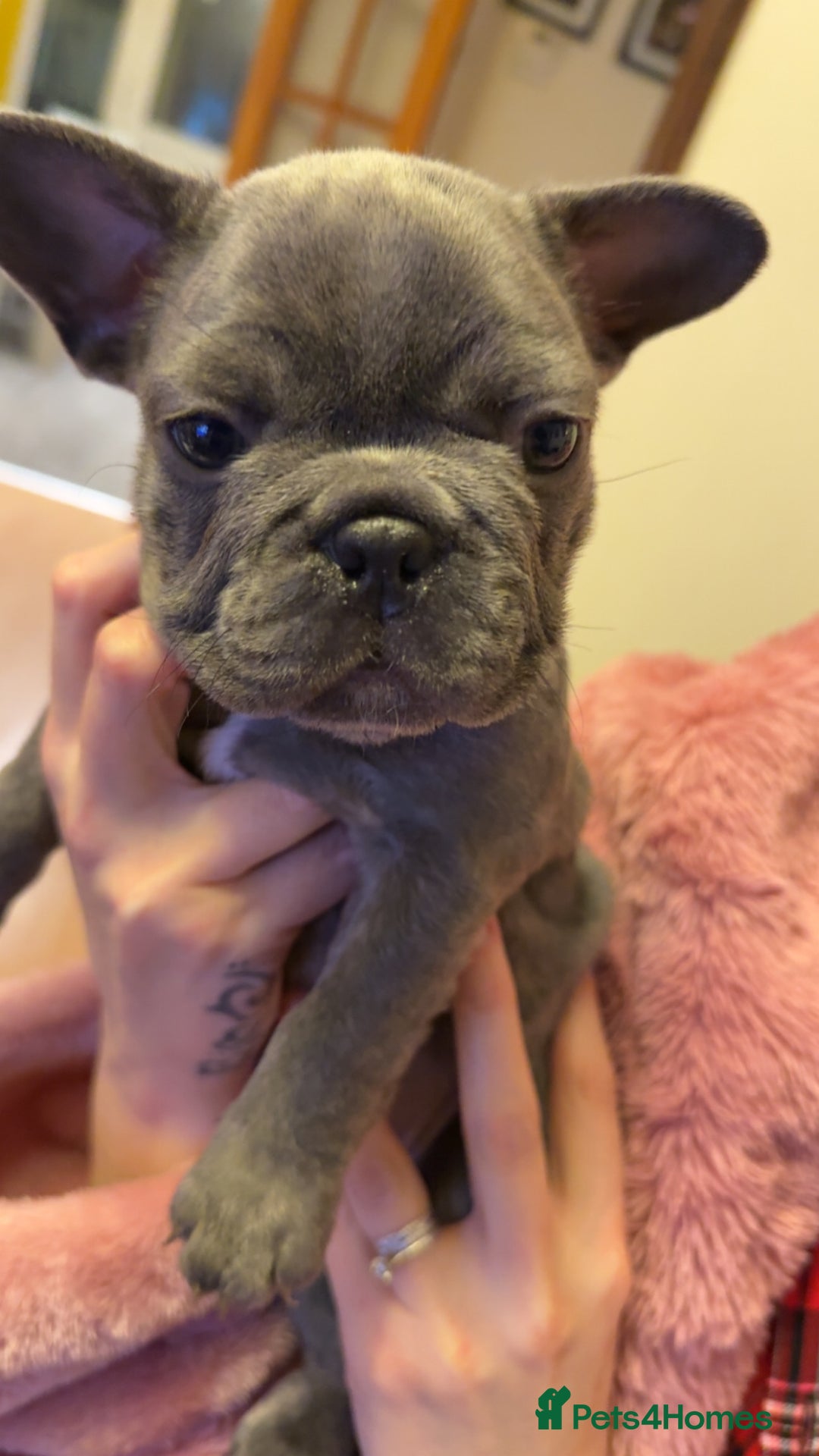 French Bulldog dogs for sale: French bulldog puppy’s  - Image 6