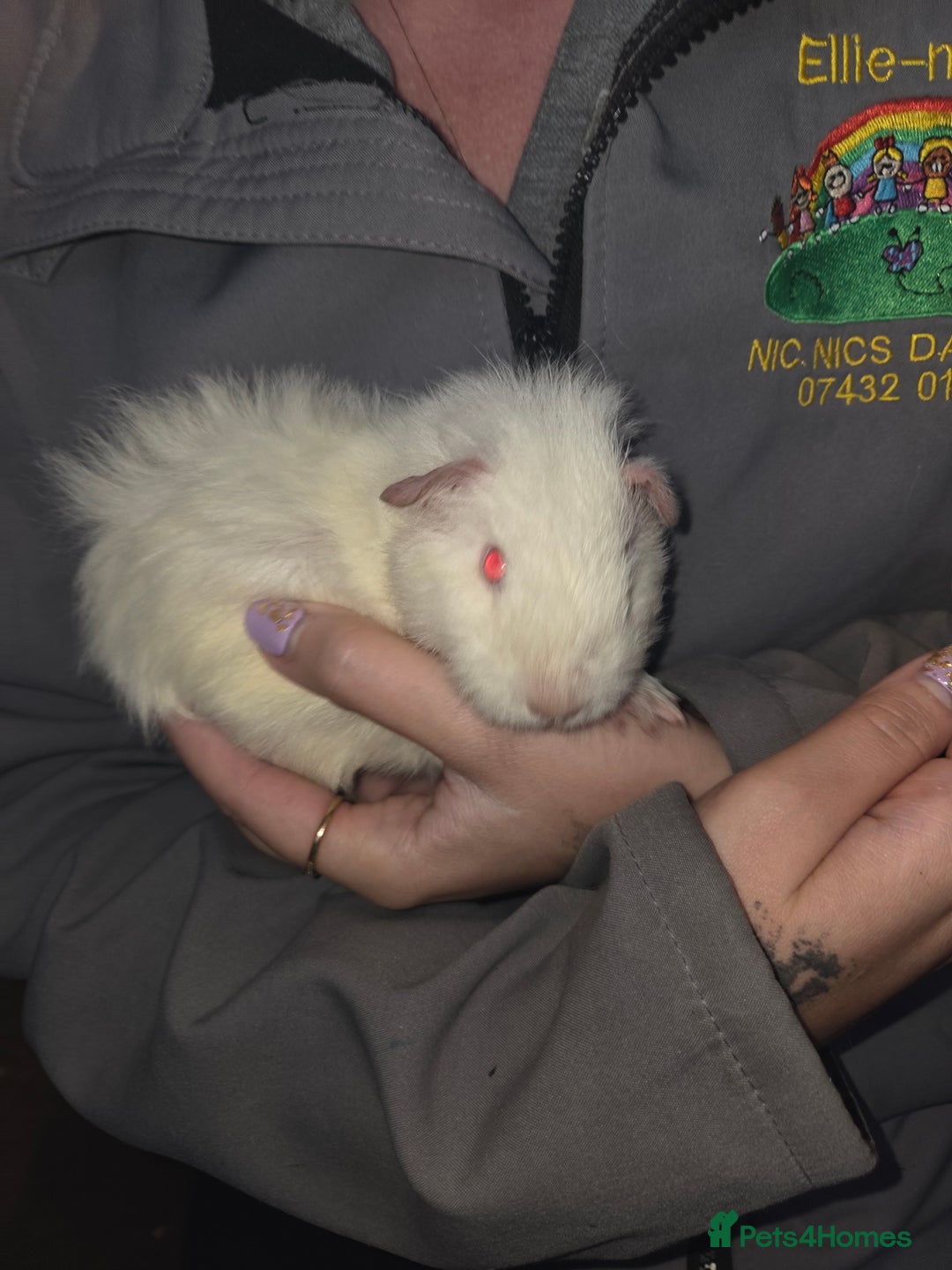 Guinea Pig rodents for sale: Baby guinea pigs - Advert 11