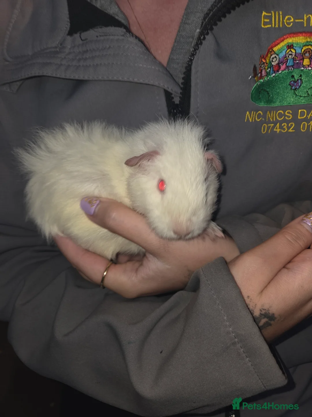 Guinea Pig rodents for sale: Baby guinea pigs - Advert 11