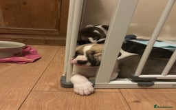 Mixed Breed dogs for sale: American bulldog x bullmastiff puppies - Image 9
