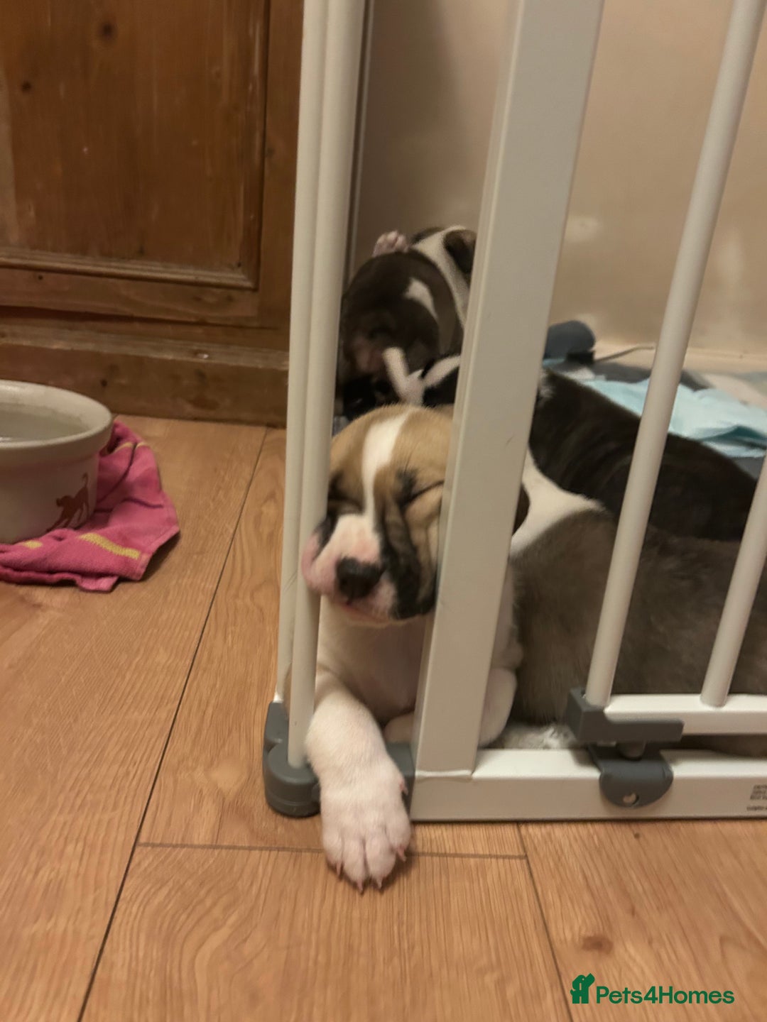 Mixed Breed dogs for sale: American bulldog x bullmastiff puppies - Image 9