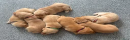 Labrador Retriever dogs for sale: Health Tested Champion Pedigree Pups - Advert 3