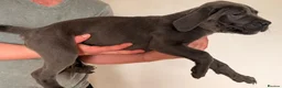Mixed Breed dogs for sale: Cane Corso - Advert 10