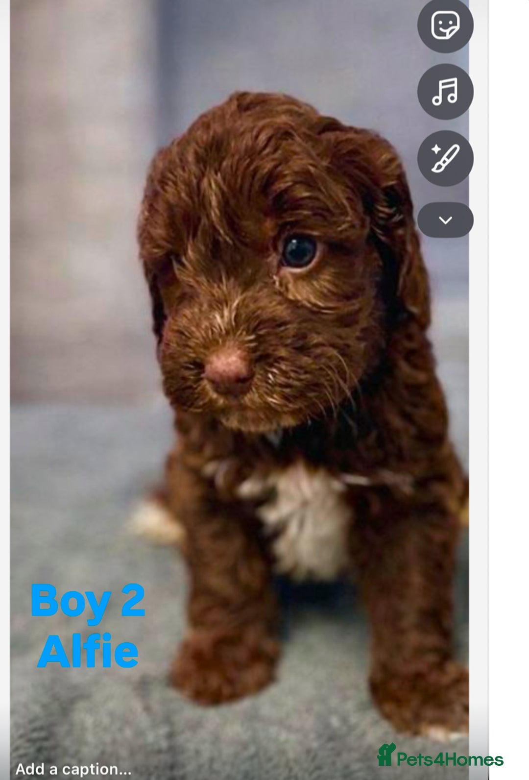 Cockapoo dogs for sale: Tanners gorgeous f1 cockapoos  - Advert 3