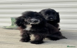 Cocker Spaniel dogs for sale: cocker spaniel two boy puppy’s left - Image 12