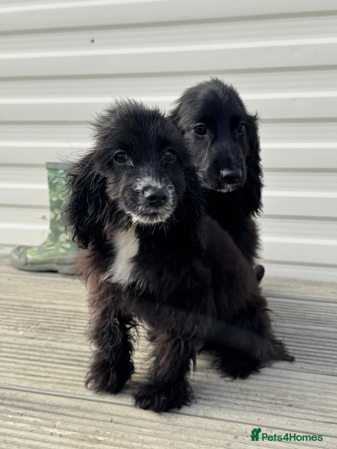 Cocker Spaniel dogs for sale: cocker spaniel two boy puppy’s left - Image 12