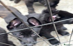 German Shepherd dogs for sale: Beautiful Black German Shepherd Puppies - Image 12
