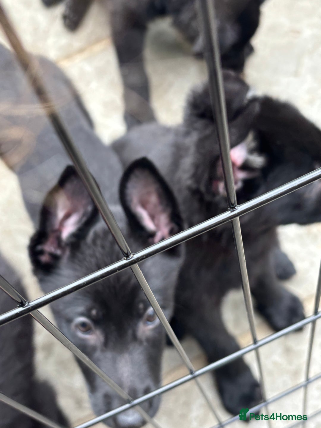German Shepherd dogs for sale: Beautiful Black German Shepherd Puppies - Image 12