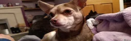Chihuahua dogs for sale: Lovely Toto - Advert 6