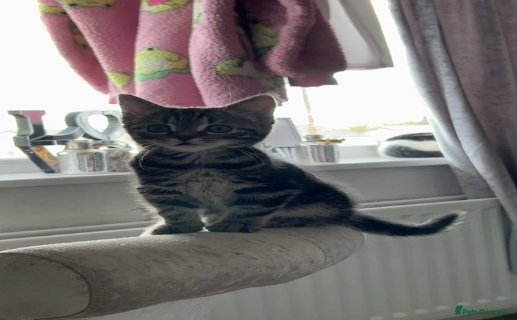 Domestic Shorthair cats - Advert 1