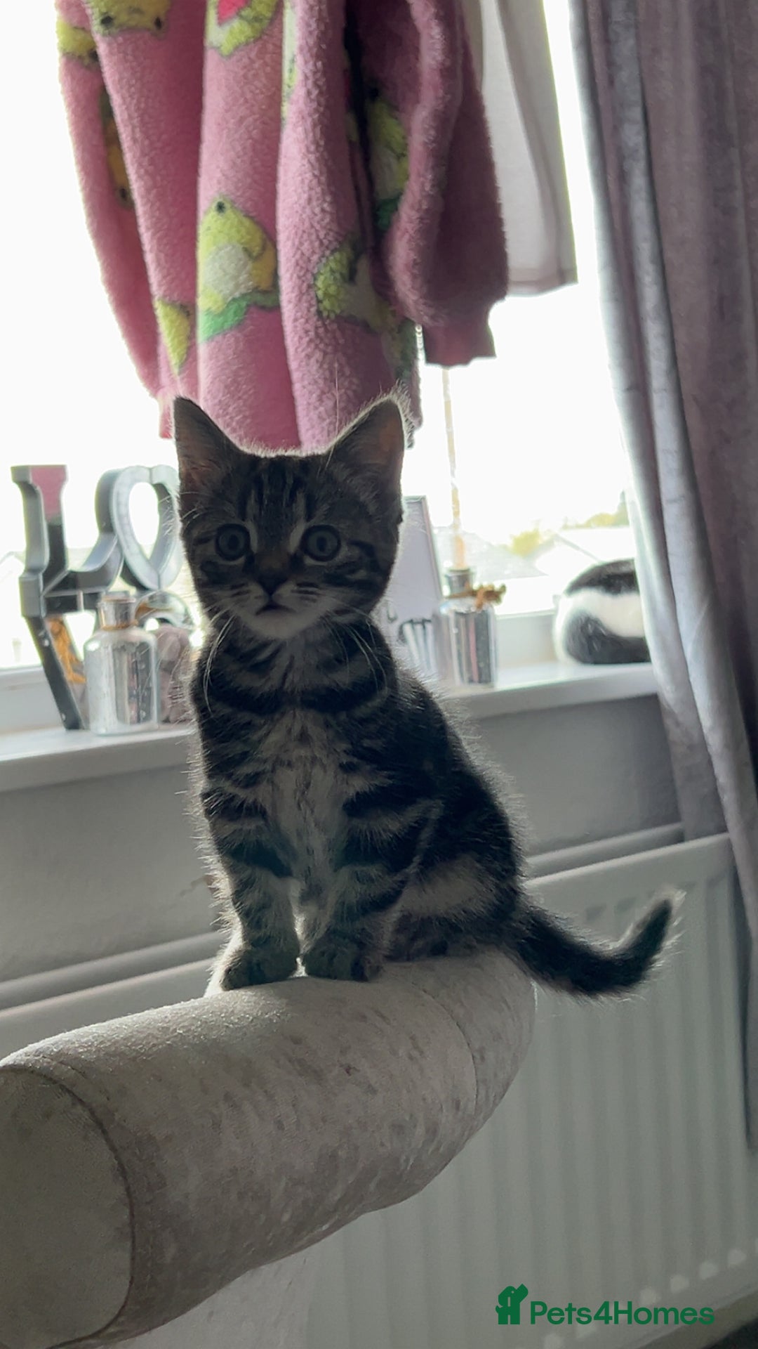 Domestic Shorthair cats for sale: Very loving tabby kitten ready now  - Image 1