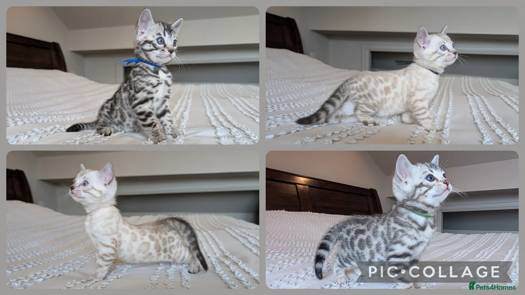 Bengal cats for sale: 🖤🩶🤍 Stunning Bengal Kittens 🤍🩶🖤 - Advert 1