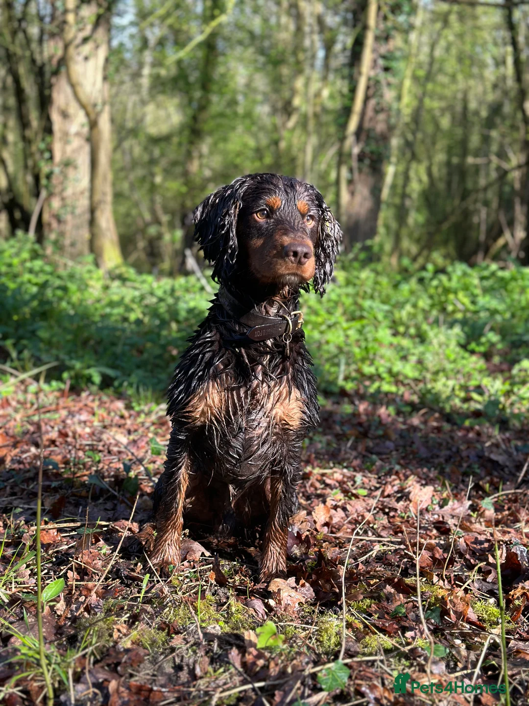 Cocker Spaniel dogs for stud: Liver and tan cocker available for STUD in Ross-on-Wye - Advert 2