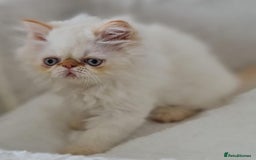 Persian cats for sale: Persian Kittens Looking For New Home - Image 15
