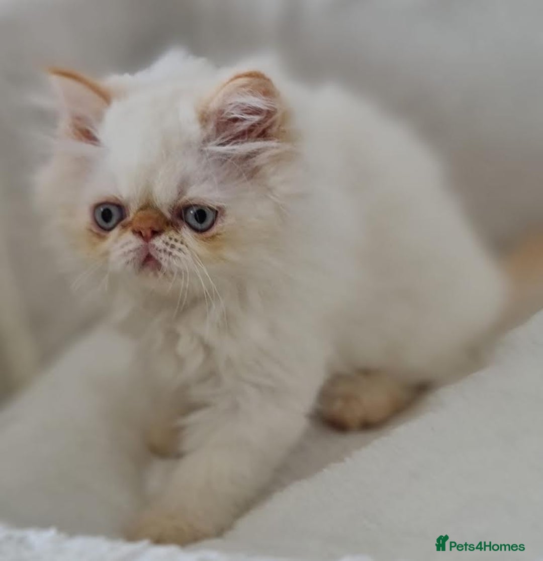 Persian cats for sale: Persian Kittens Looking For New Home - Image 15
