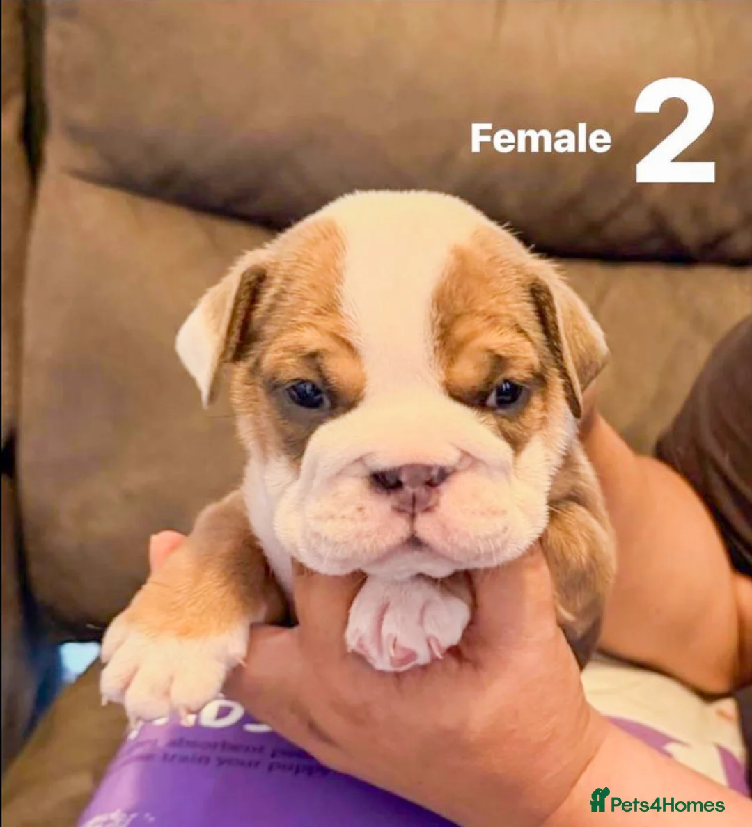 English Bulldog dogs for sale: English Bulldog puppies in Southsea - Advert 2