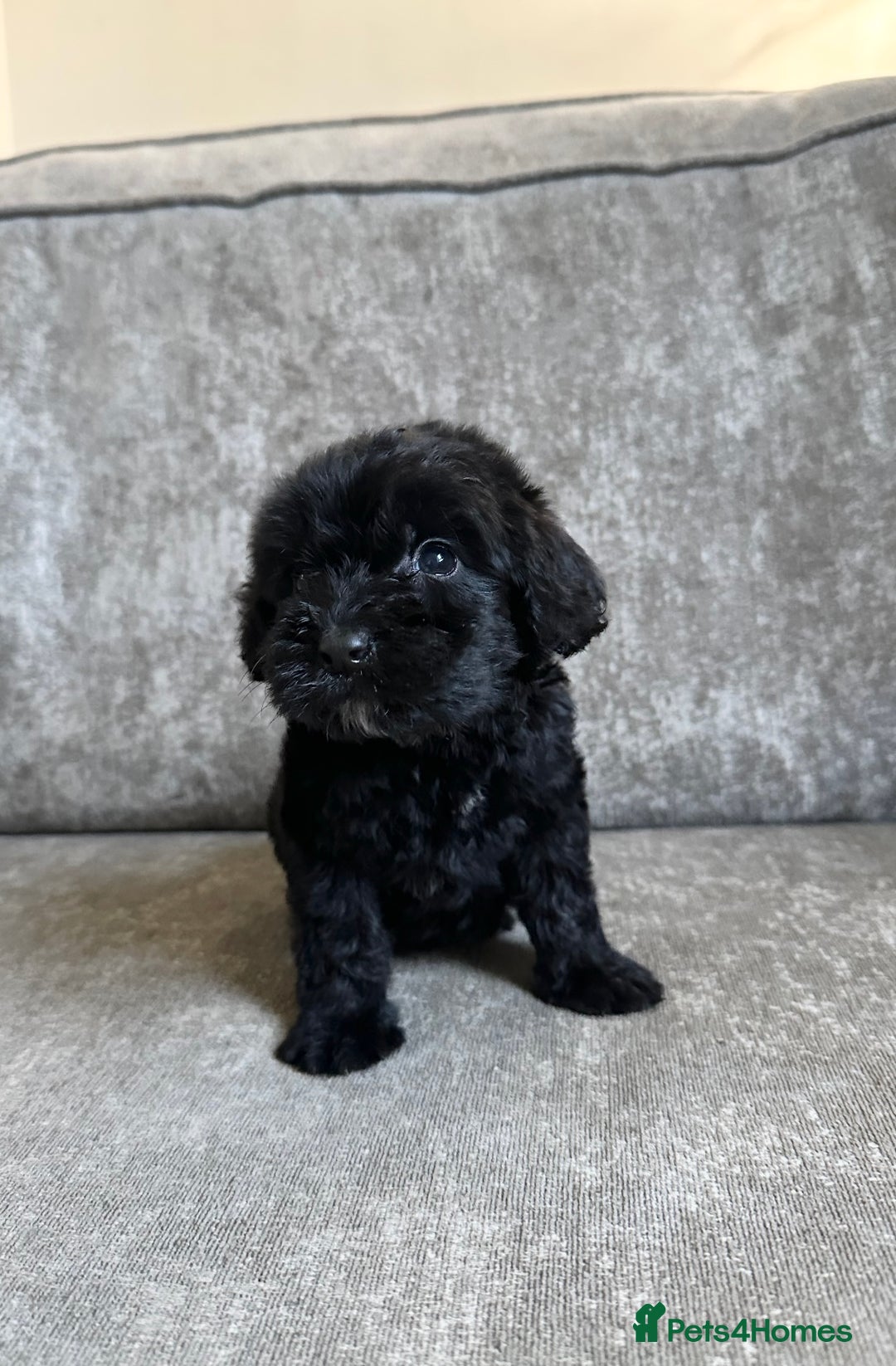 Cockapoo dogs for sale: Cockapoos looking for forever homes - Advert 12