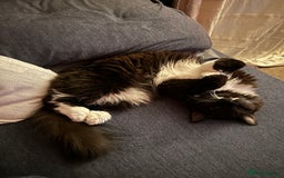 Mixed Breed cats for sale: Beautiful long haired brown & white female cat - Advert 8