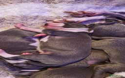 Mixed Breed dogs for sale: Whippet x Italian greyhounds for sale  - Image 3