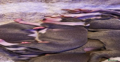 Mixed Breed dogs - Advert 11