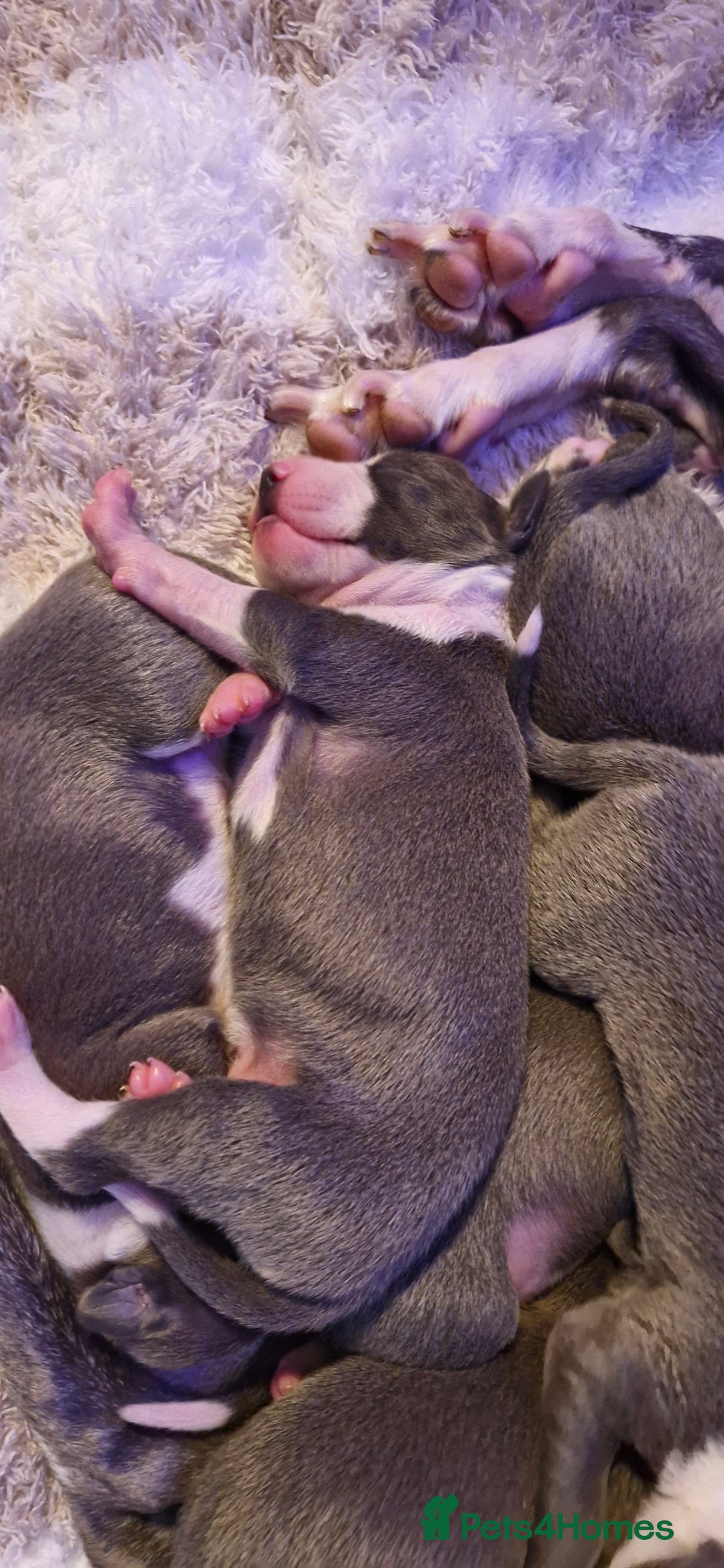 Mixed Breed dogs for sale: Whippet x Italian greyhounds for sale  - Image 3