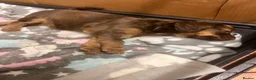 Cockapoo dogs for sale: Cockapoo puppies - Advert 2