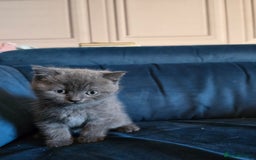 British Shorthair cats for sale: Gorgeous half British short-hair kittens - Image 13