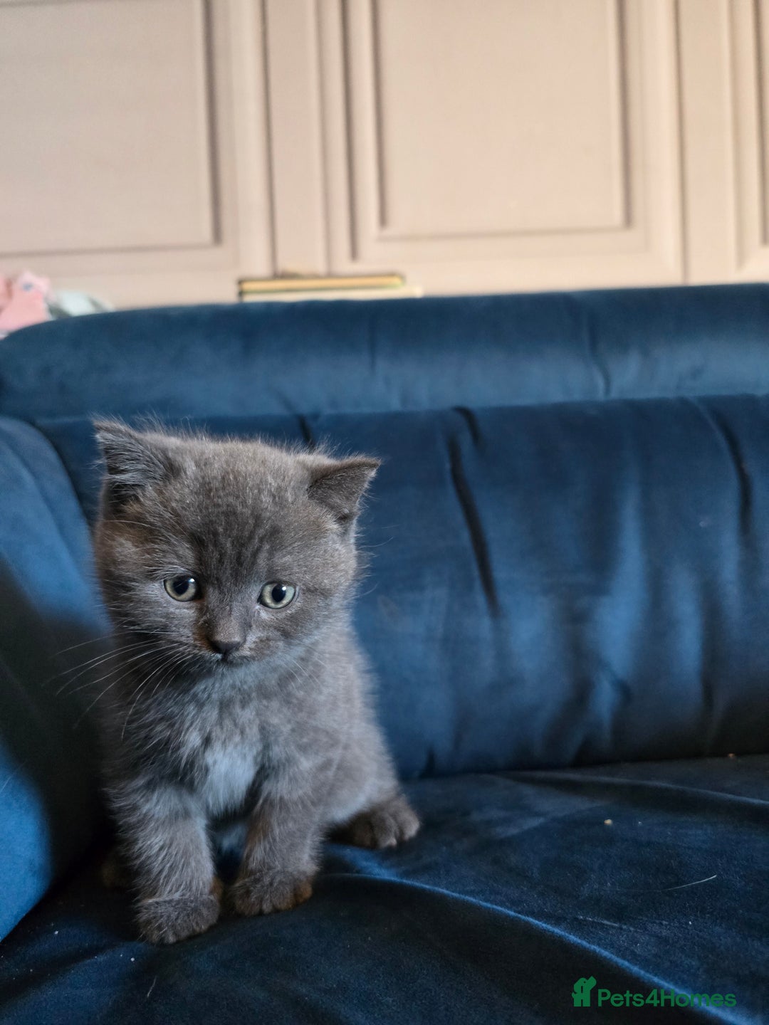 British Shorthair cats for sale: Gorgeous half British short-hair kittens - Image 13