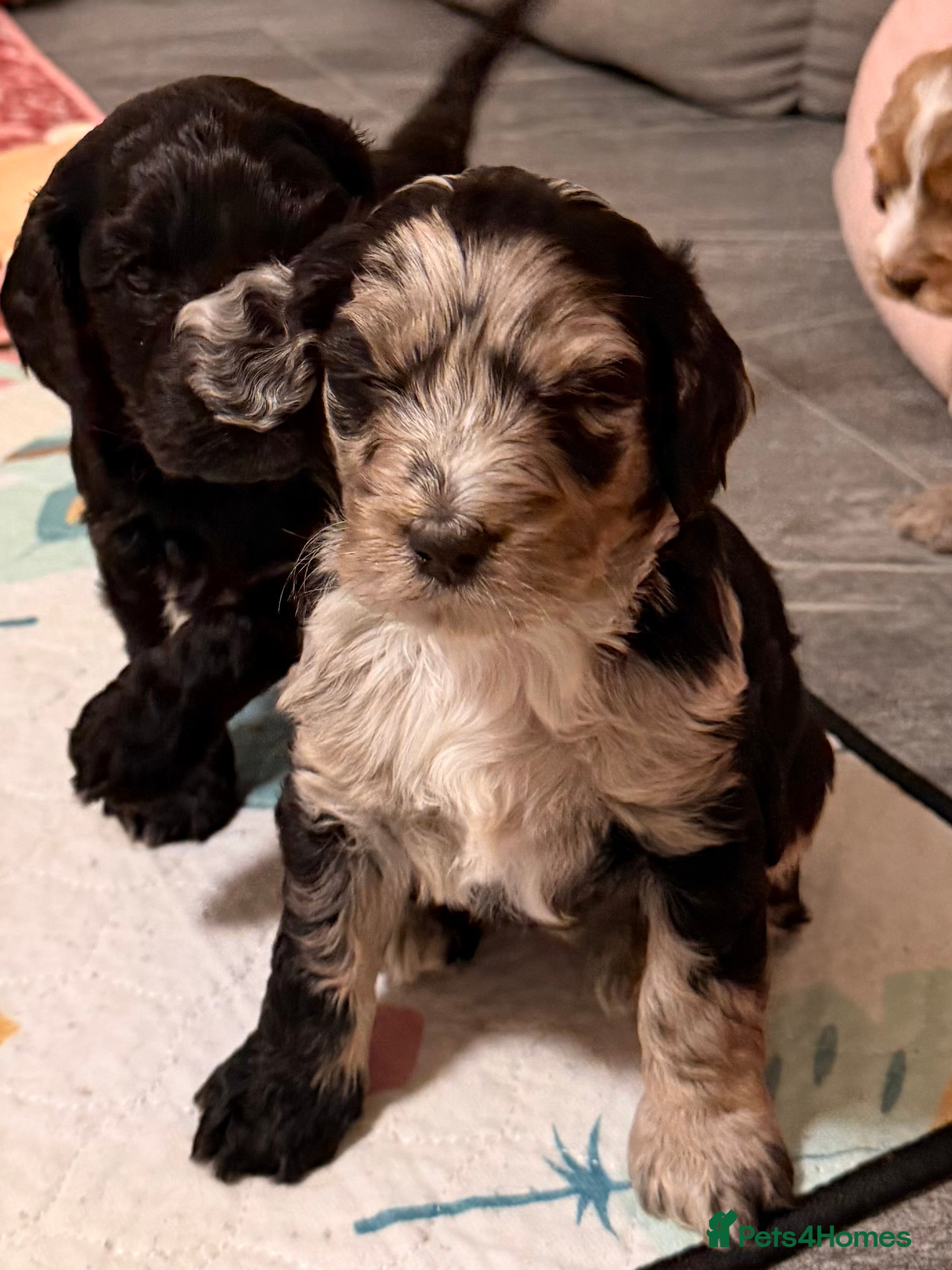 Cockapoo dogs F1 Cockapoo Puppies - Advert 5