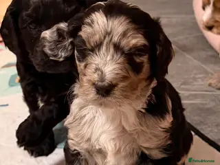 Cockapoo dogs F1 Cockapoo Puppies - Advert 5