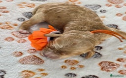Cavapoo dogs for sale: Cavapoo F1B pups licensed Breeder/health tested  - Image 16