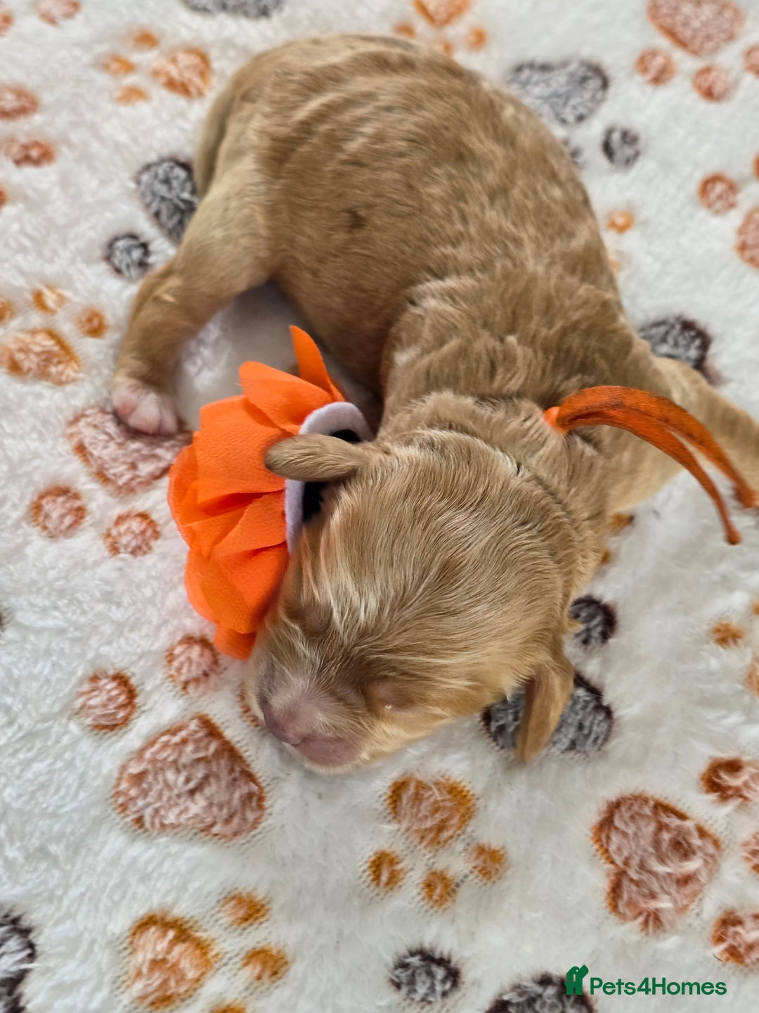 Cavapoo dogs for sale: Cavapoo F1B pups licensed Breeder/health tested  - Image 16