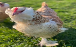 Mixed Breed birds for sale: Point of lay Hens & Pullets – VARIOUS BREEDS 🦚  - Image 30