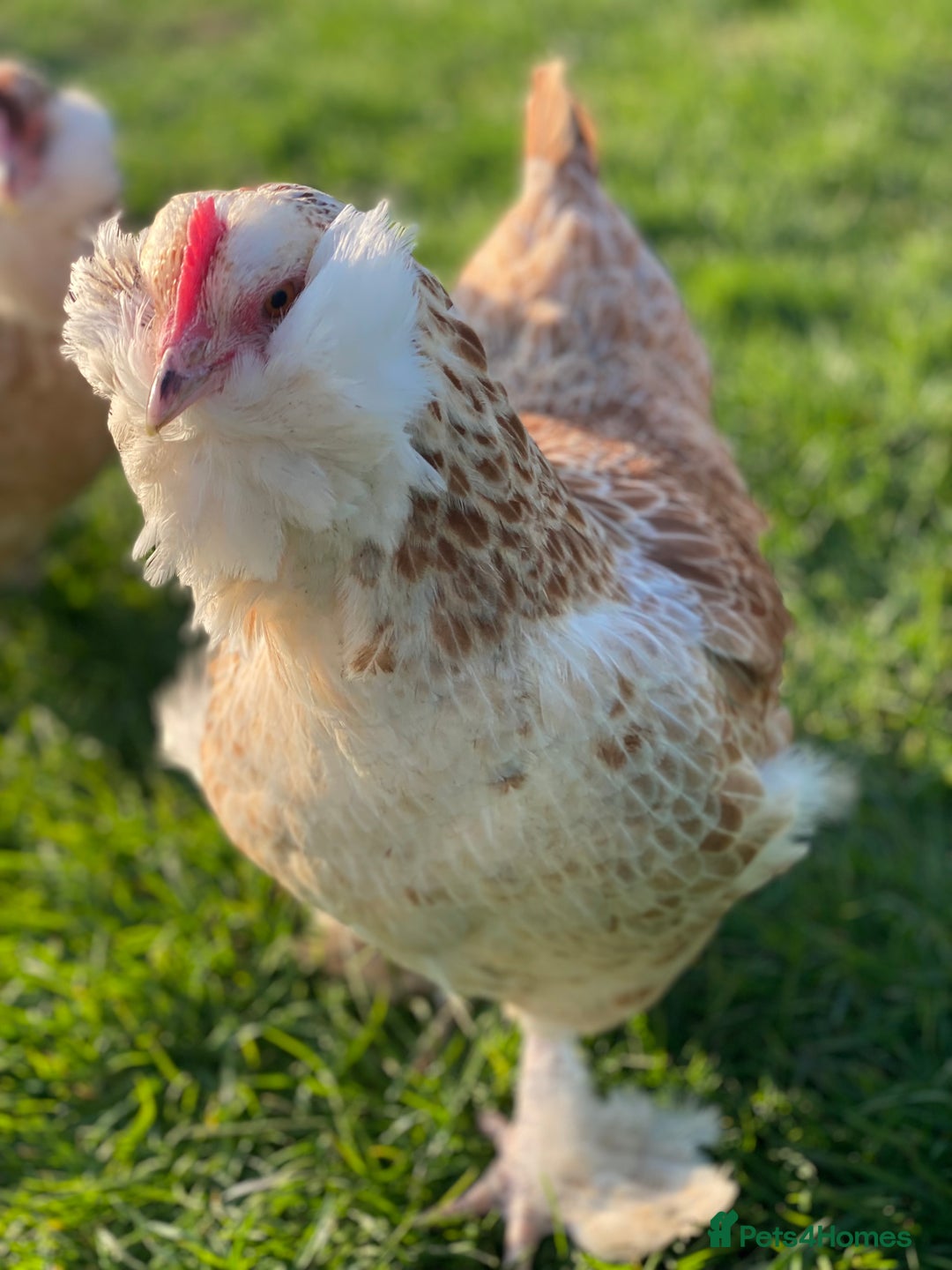 Mixed Breed birds for sale: Point of lay Hens & Pullets – VARIOUS BREEDS 🦚  - Image 30