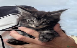Maine Coon cats for sale: Stunning Maine Coon kittens ready now - Image 9