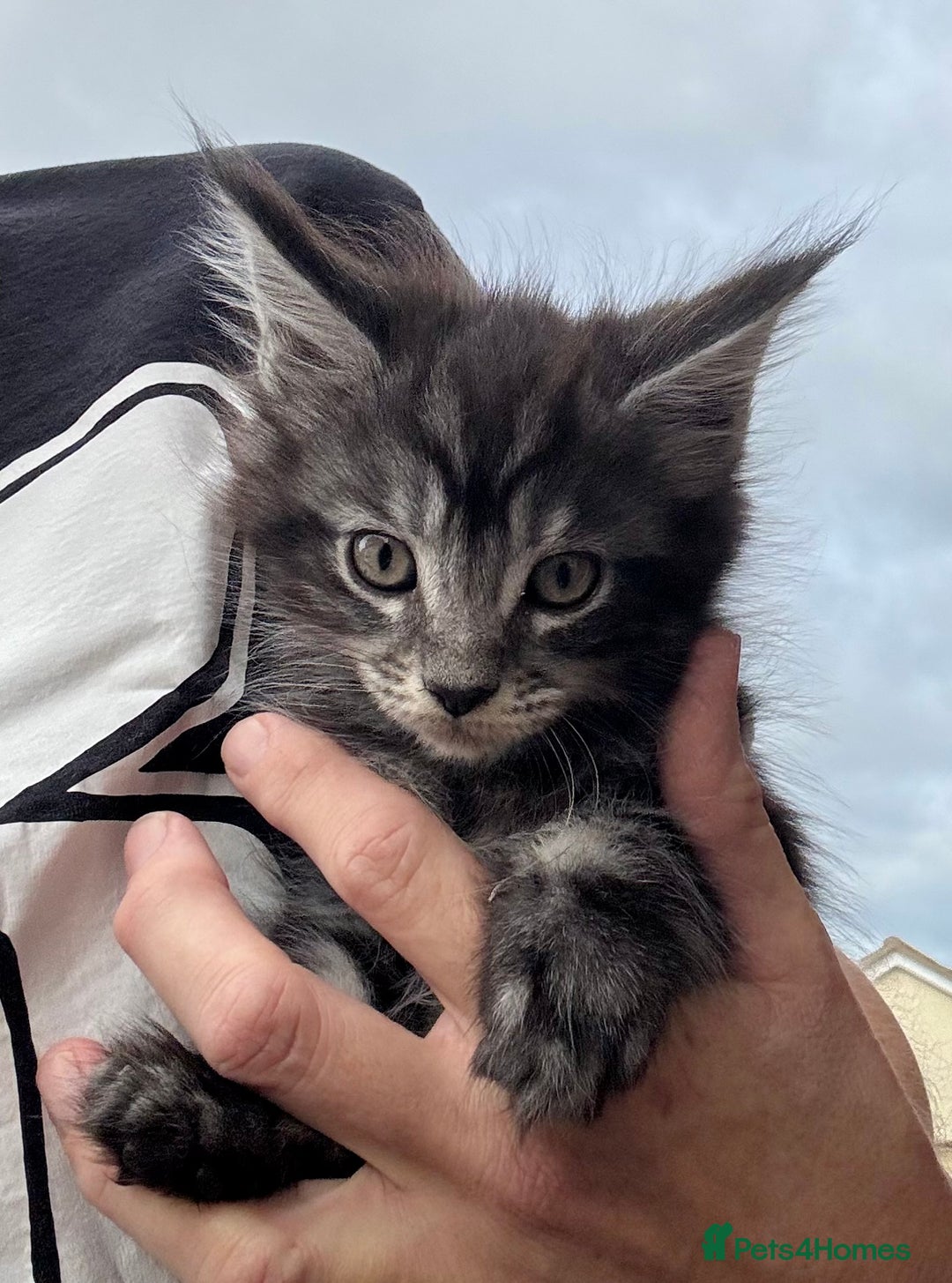 Maine Coon cats for sale: Stunning Maine Coon kittens ready now - Image 9