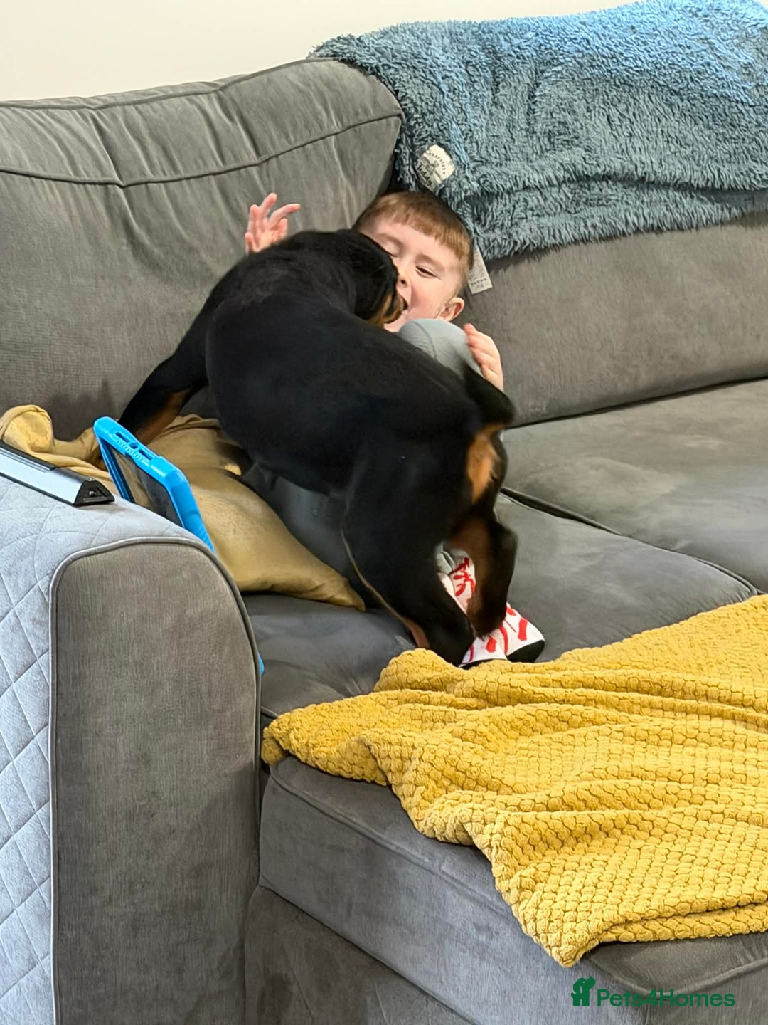 Rottweiler dogs for sale: Rottweiler puppy - Advert 7