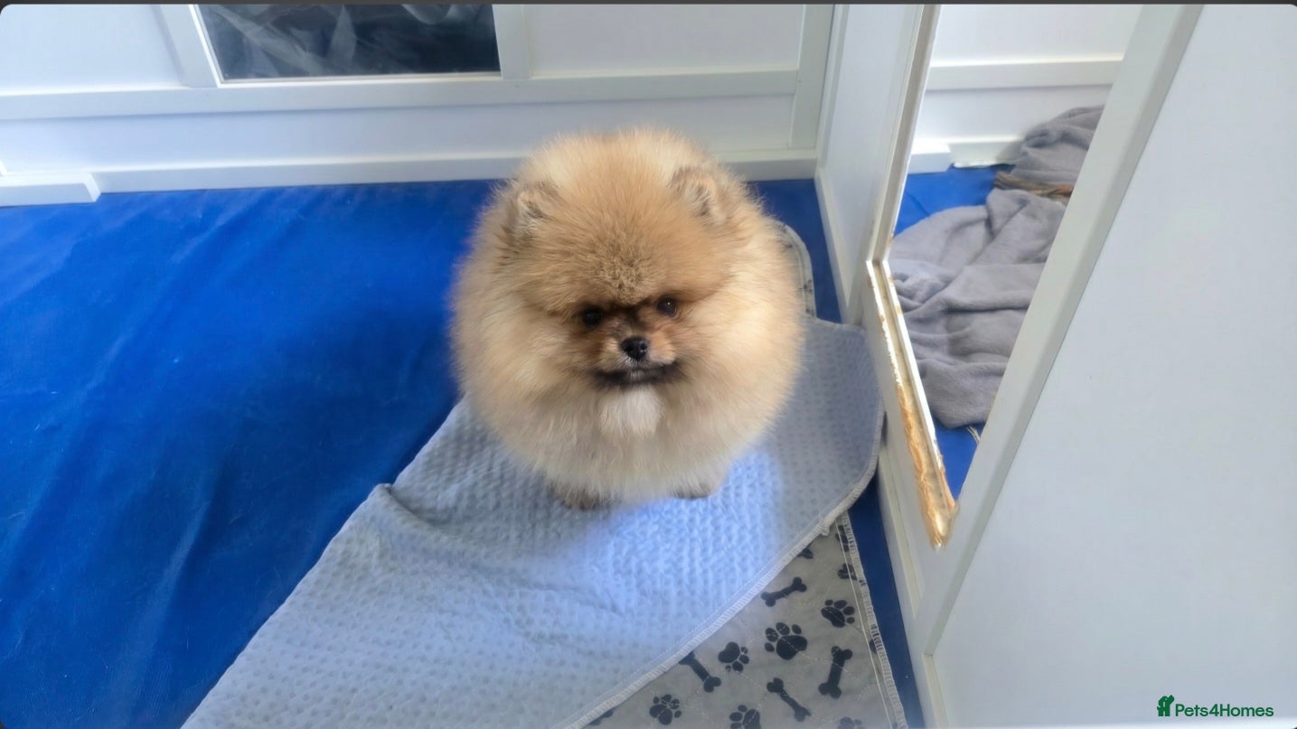 Pomeranian dogs Outstanding boy with 40+ champions 🏆 in lines!  - Advert 18