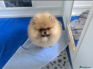 Pomeranian dogs Outstanding boy with 40+ champions 🏆 in lines! - Advert 2