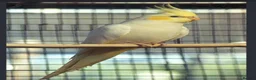 Cockatiels birds for sale: Cokatoo - Advert 1