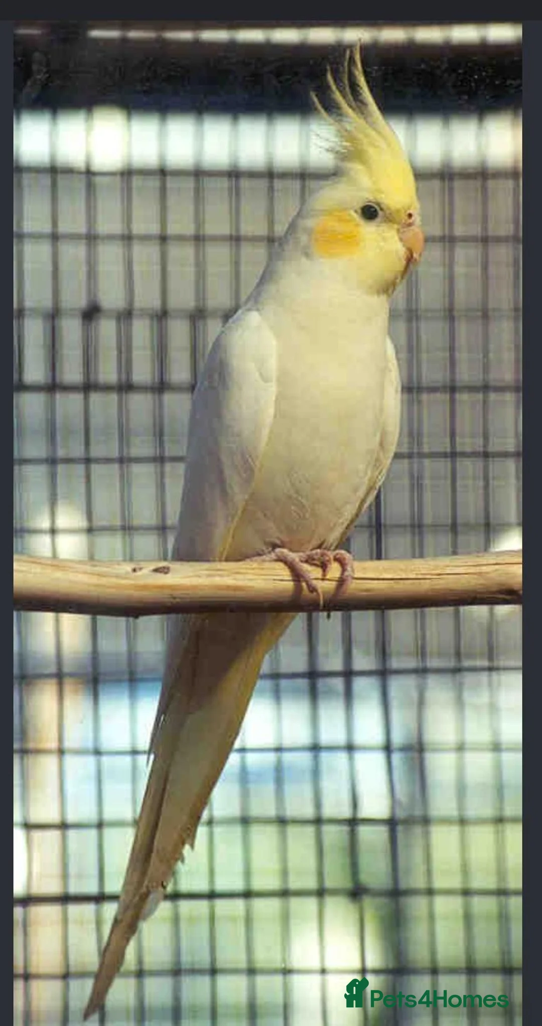 Cockatiels birds for sale: Cokatoo - Advert 1