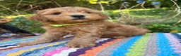 Cockapoo dogs for sale: F1b READY NOW. Health tested parents.  - Advert 6