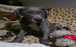 Great Dane dogs for sale: Great dane puppies for sale  - Image 6