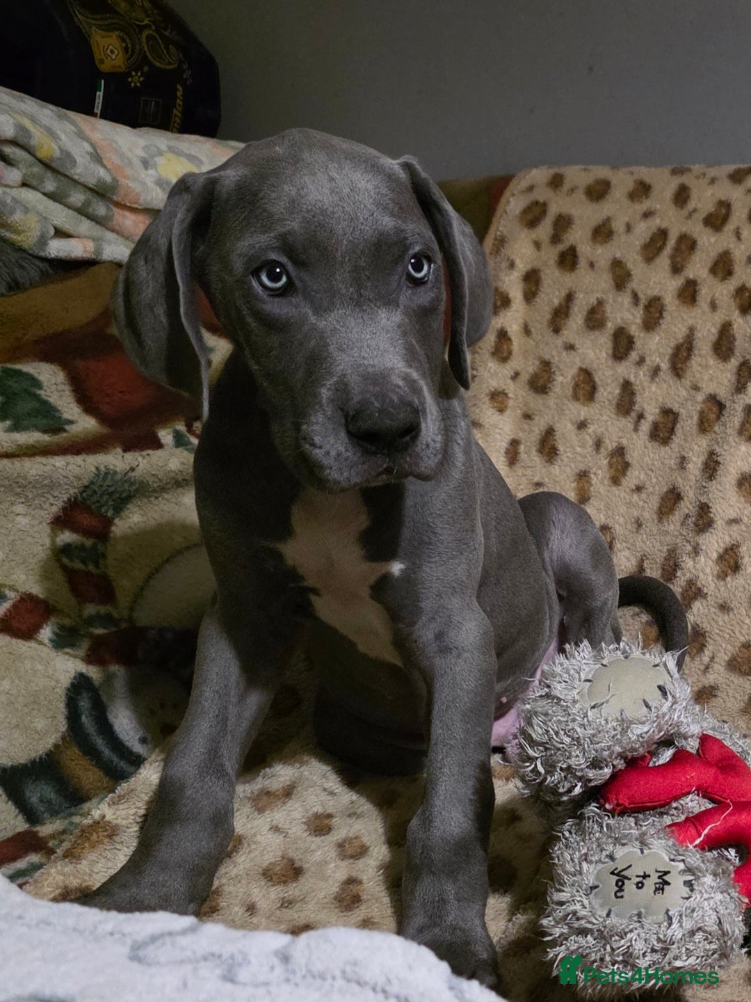 Great Dane dogs for sale: Great dane puppies for sale  - Image 6