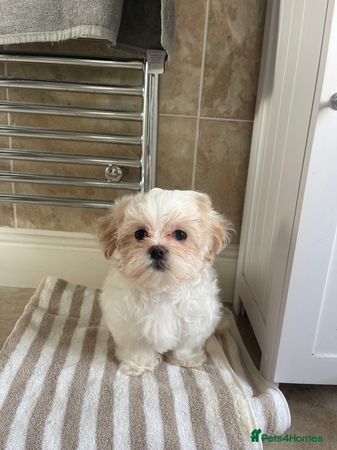 Maltese dogs for sale: *READY NOW* Korean Maltese x Malshi puppies 🐾 - Advert 3