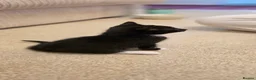 Mixed Breed cats for sale: 3 beautiful kitten ready to go immediately - Advert 6