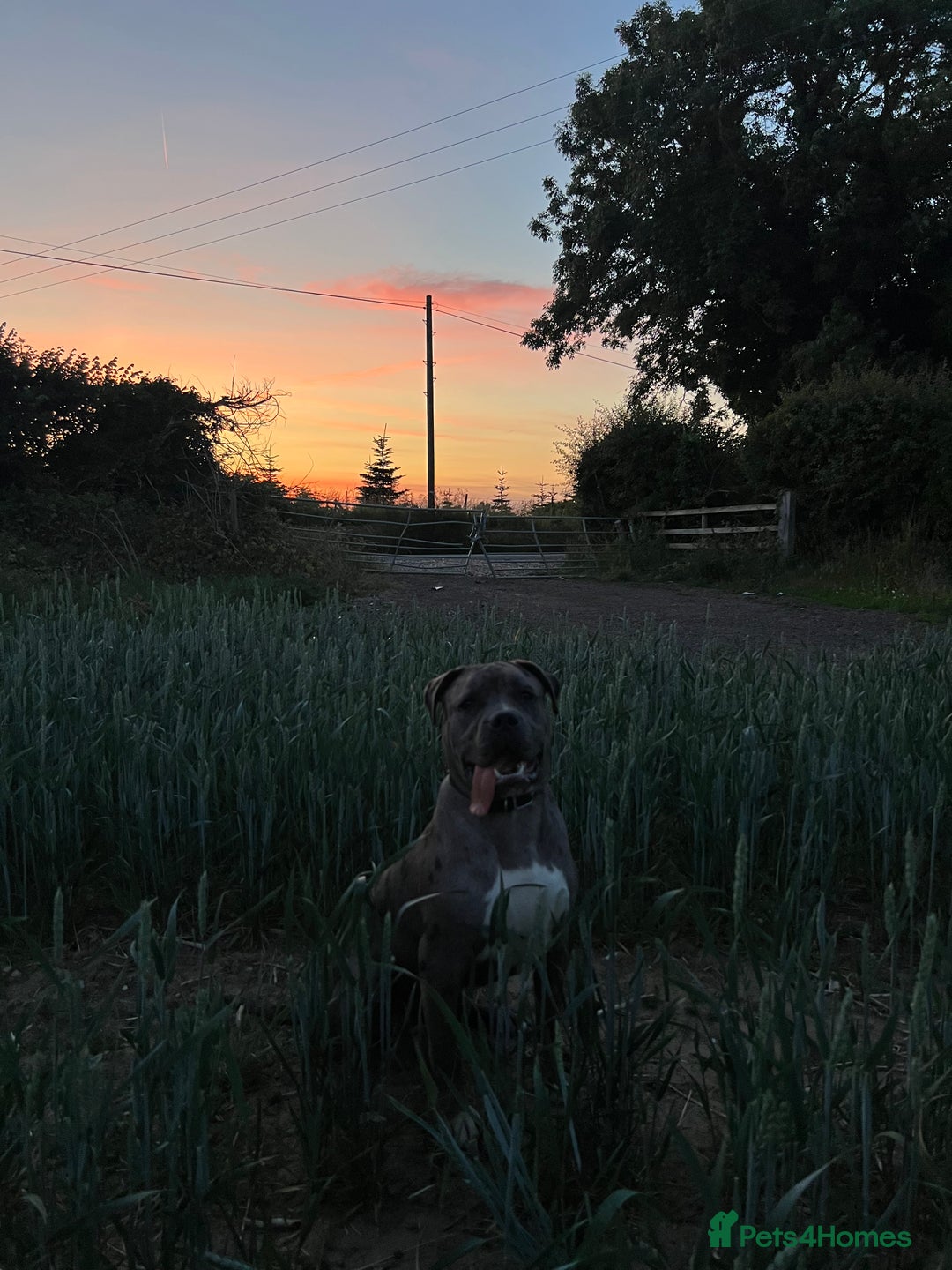 Cane Corso dogs for sale: our boy rambo Cane corso 11 months  - Image 1