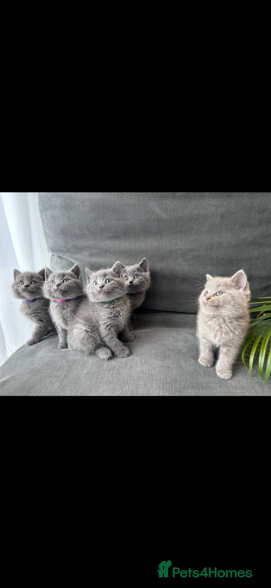 British Shorthair cats for sale: PURE PEDIGREE BSH KITTENS - Image 10