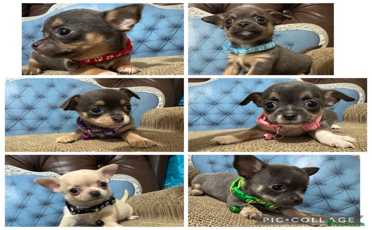 Chihuahua dogs - Advert 3